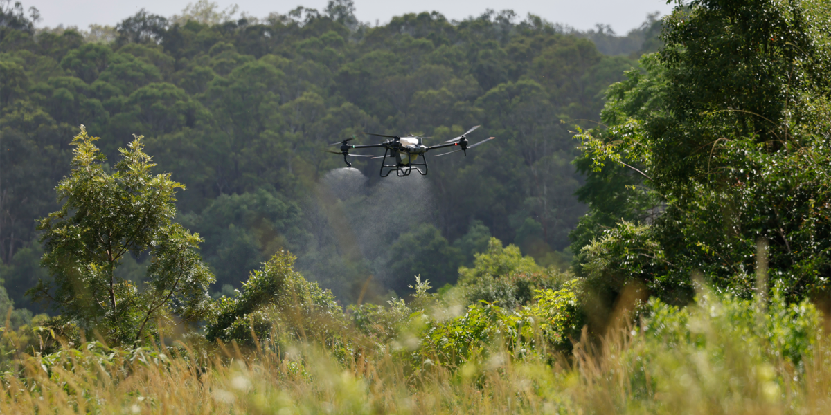 Drone flying over a field of weeds while spraying herbicide