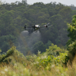 Drone flying over a field of weeds while spraying herbicide