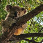 Koala sitting in a tree