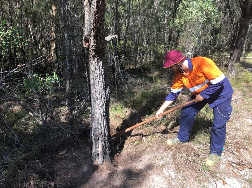 Environmental field officer clearing a fire break around a tree.
